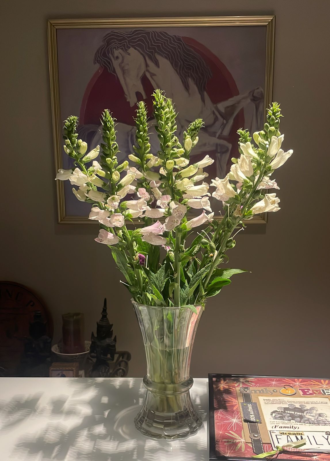 Foxglove
