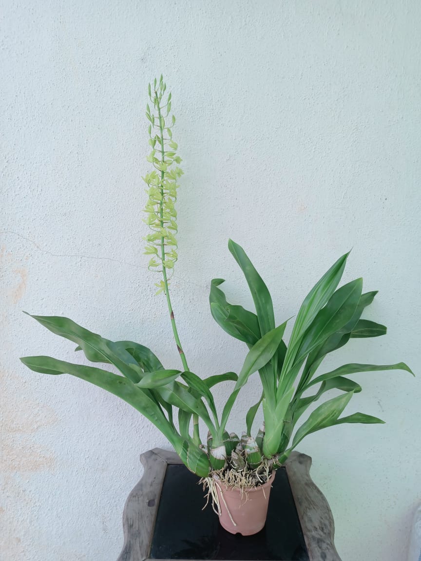 Gramatophyllum Mini Live Plant