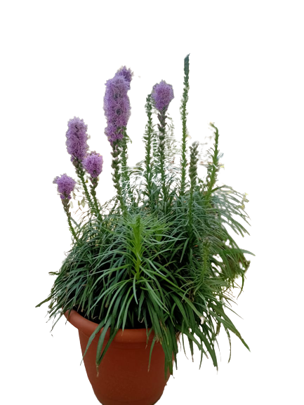 Liatris Live Plant