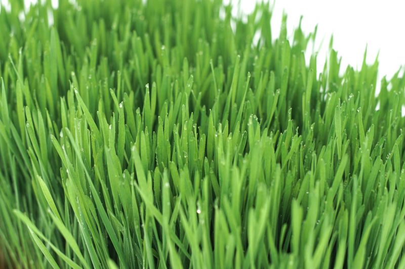Wheatgrass