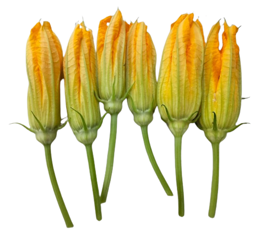 Zucchini Flowers