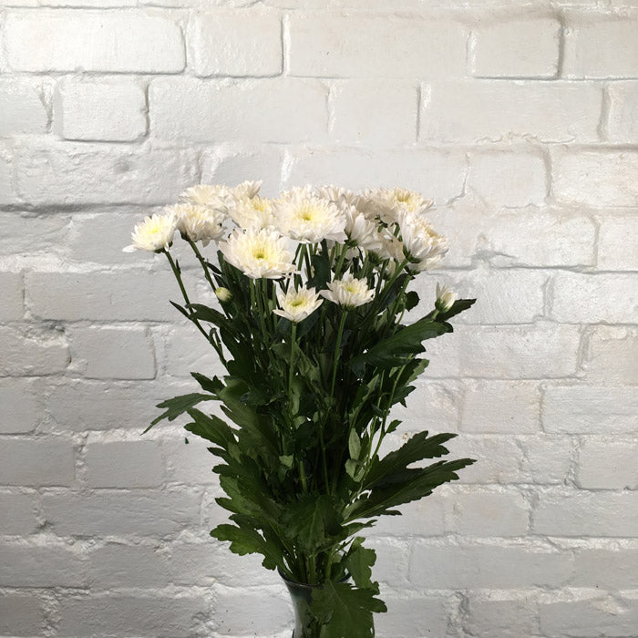 Chrysanthemum White spray