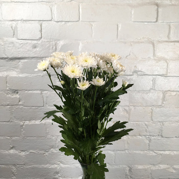 Chrysanthemum White spray