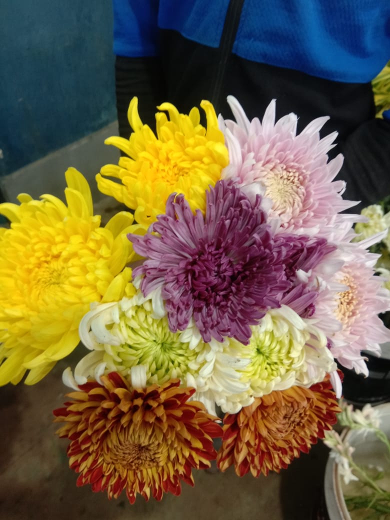 Chrysanthemum Mix