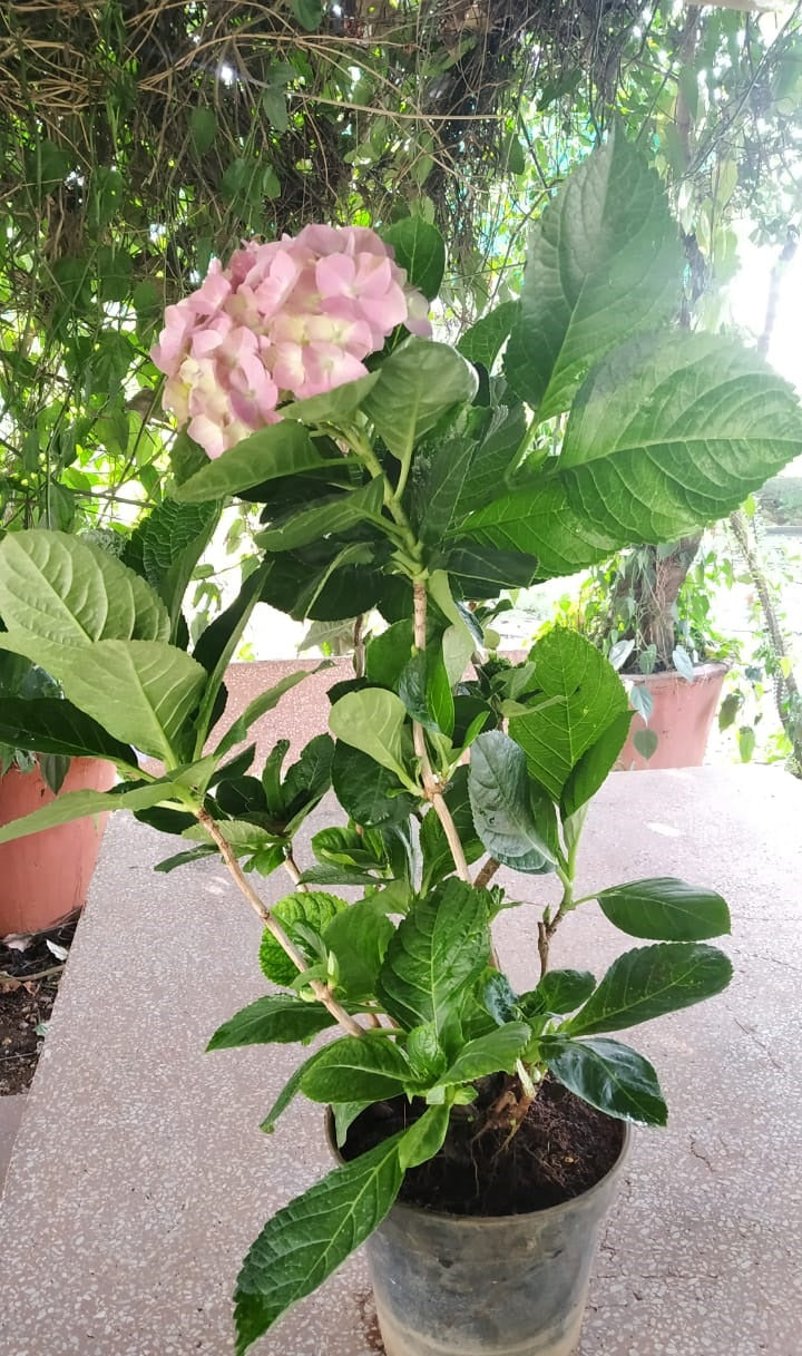 Hydrangea Pink Large Living Plant
