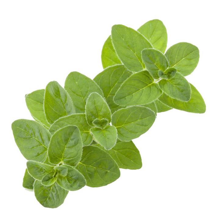 Sweet Marjoram Fresh