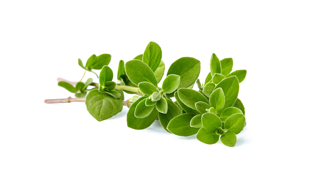 Sweet Marjoram Fresh