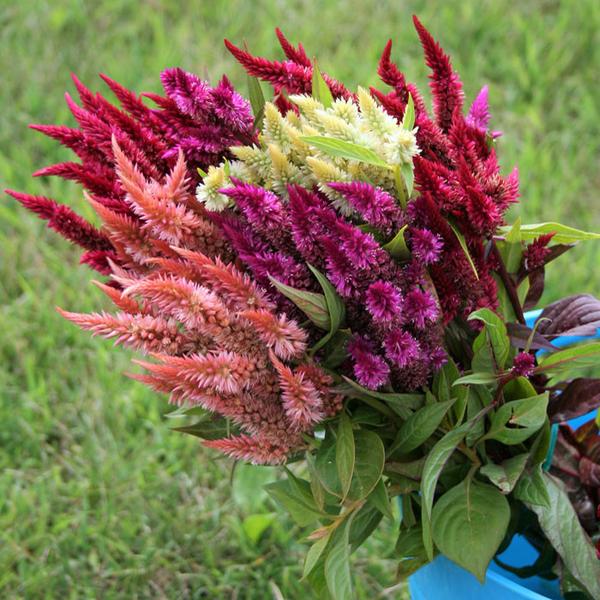 Celosia Roquette Mixed