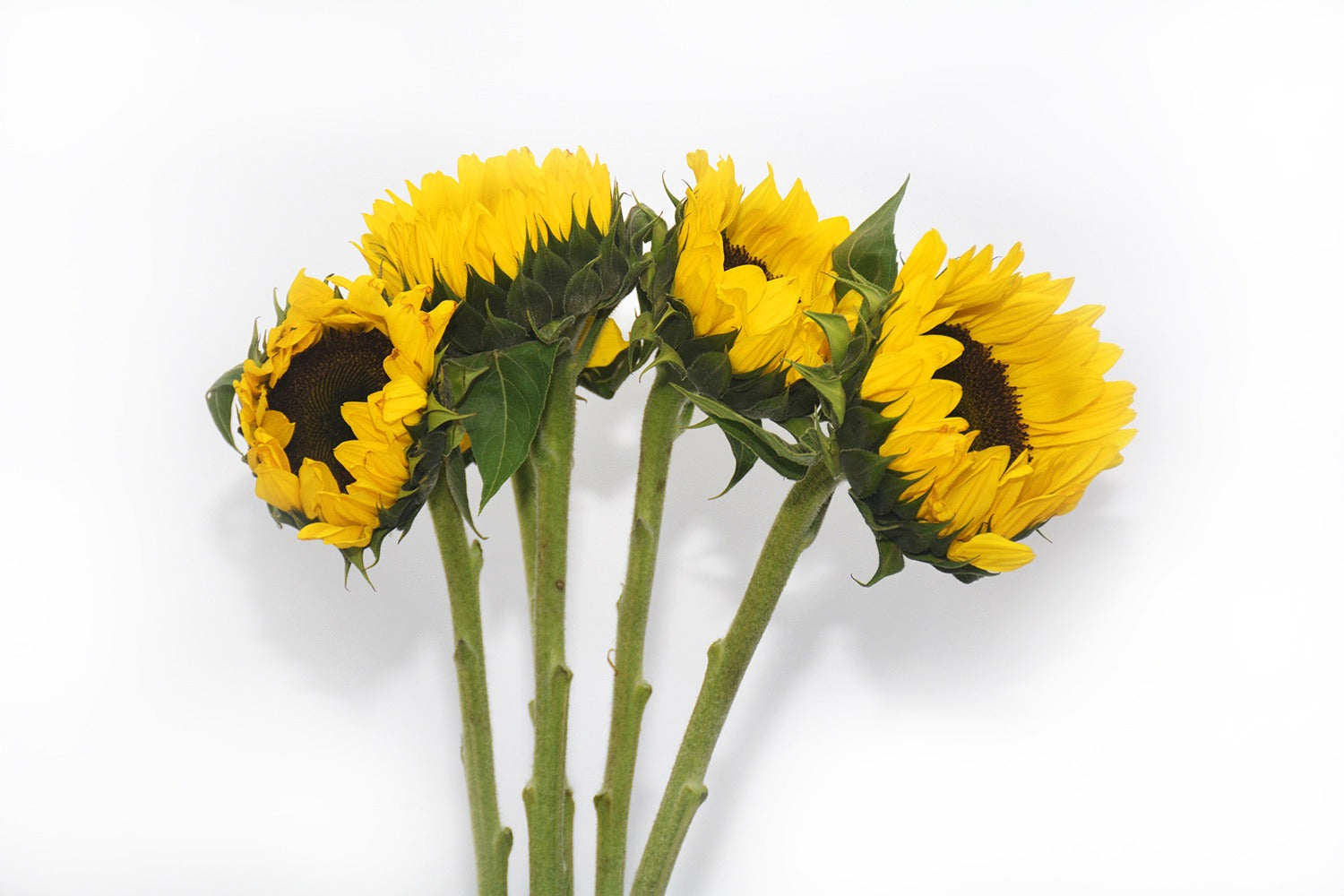 Sunflower Lemon Sunshine