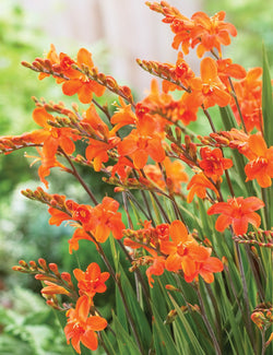 Crocosmia Orange