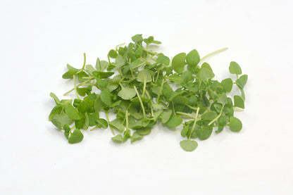 Microgreen Basil