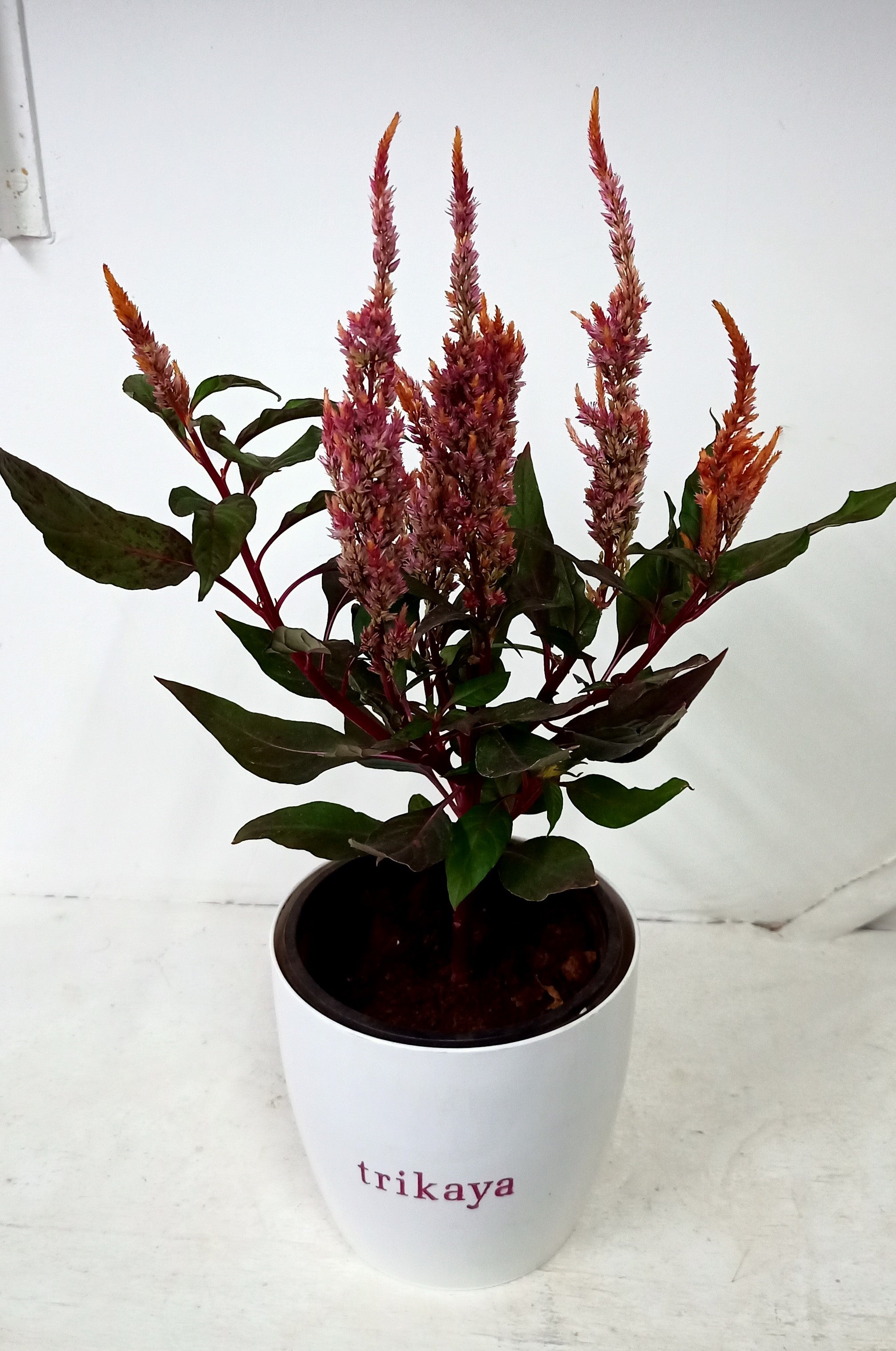 Celosia Feather Pink live plant
