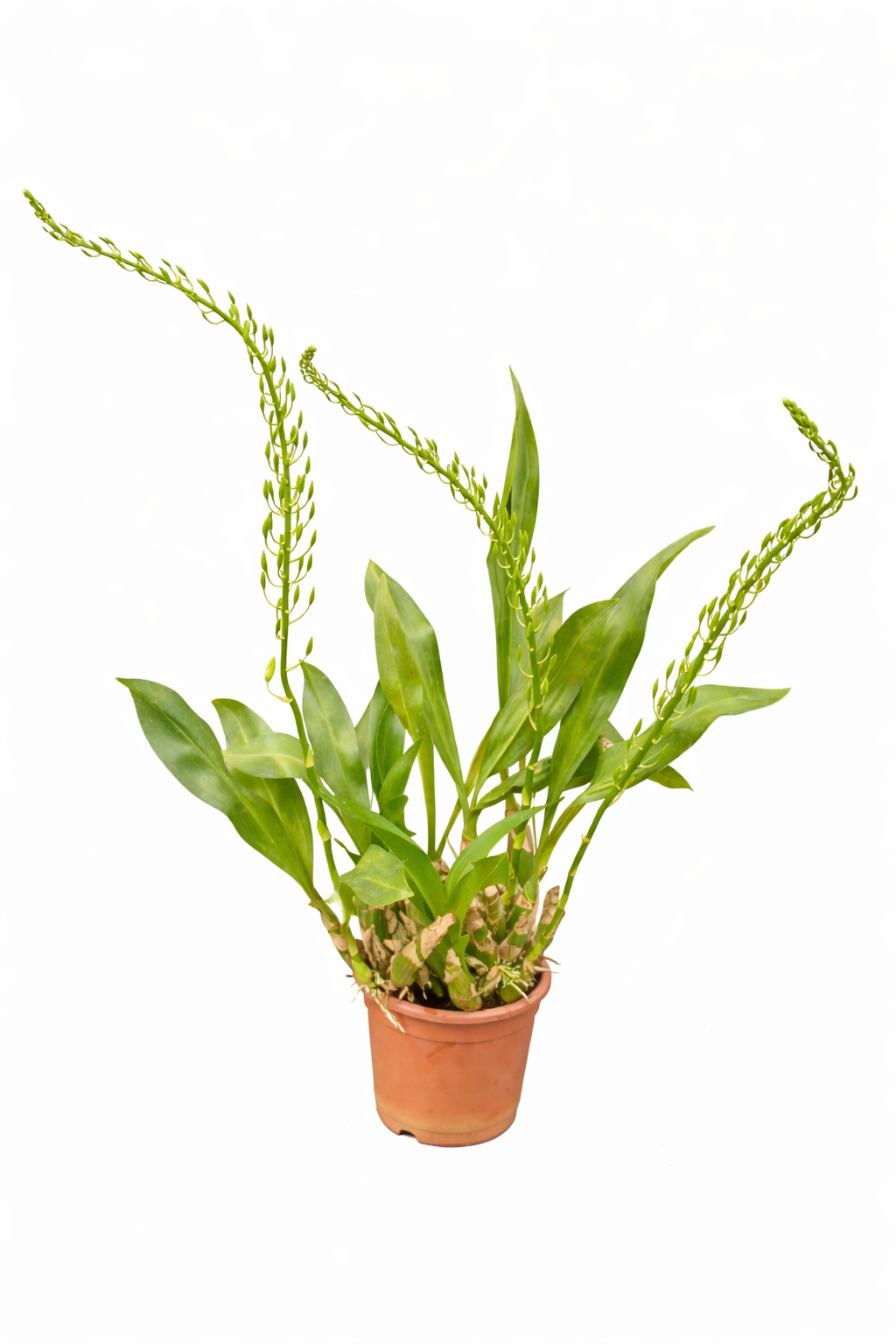 Gramatophyllum Large Live Plant