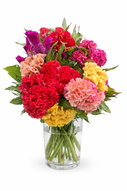 Celosia Coloured Mix