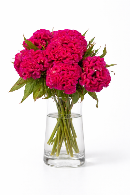 Celosia Pink
