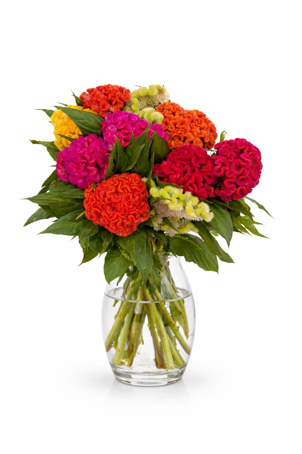 Celosia Coloured Mix