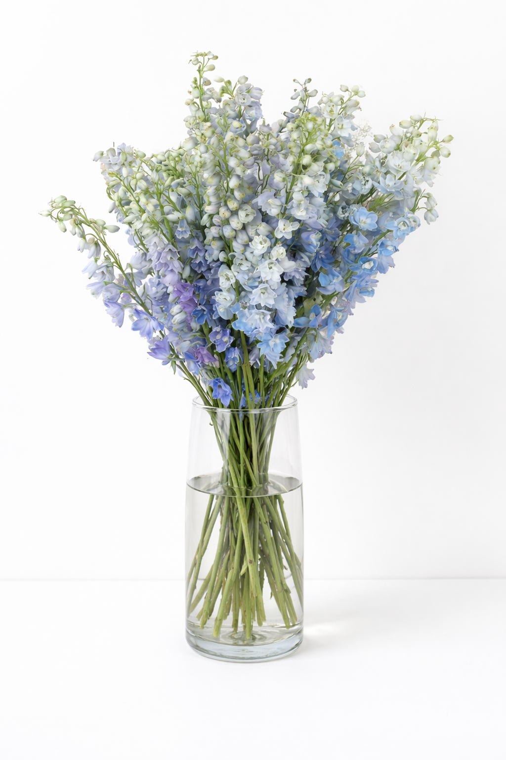 Delphinium (White,Light Blue)