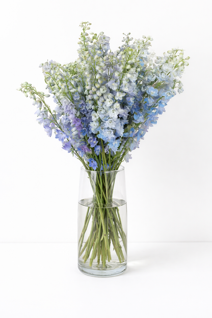 Delphinium (White,Light Blue)