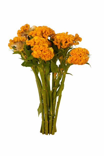 Celosia Yellow