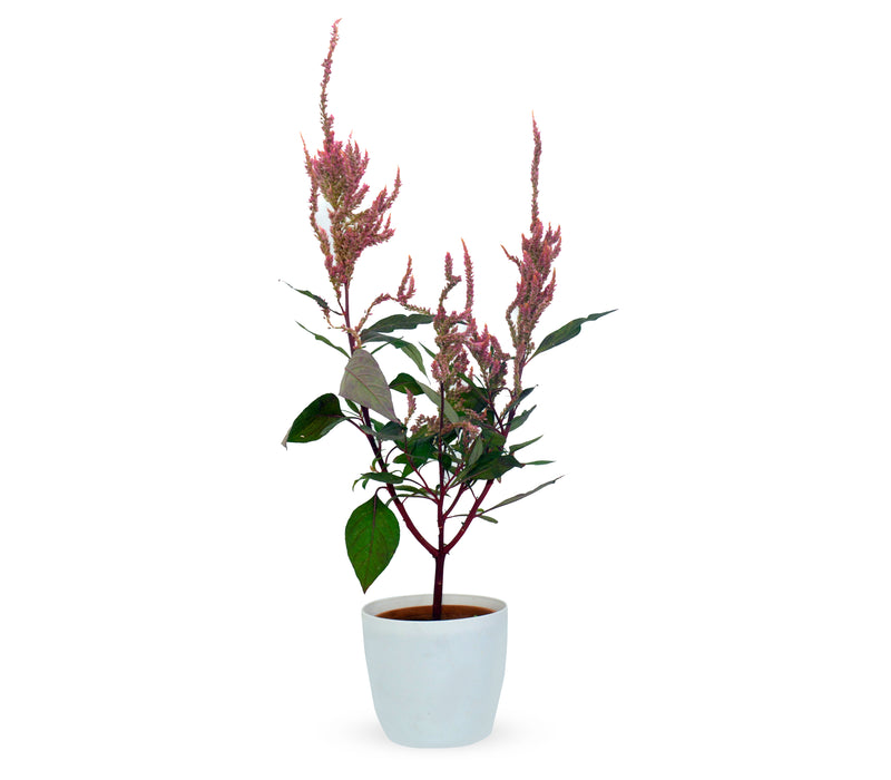 Celosia Feather Pink live plant