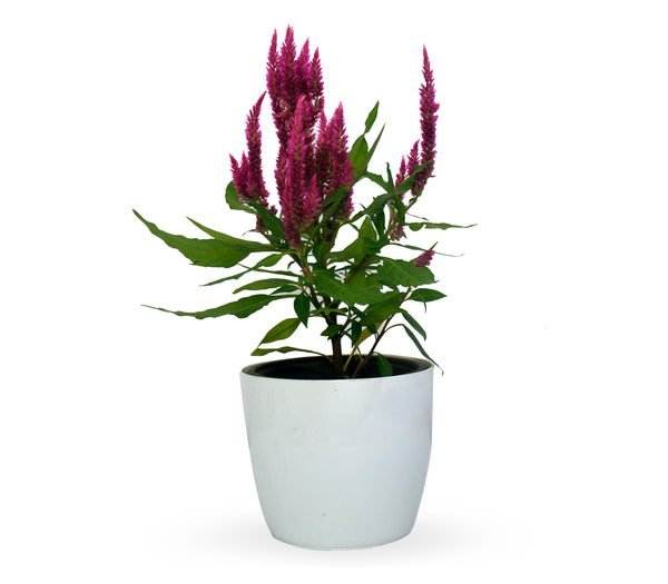 Celosia Feather Pink live plant