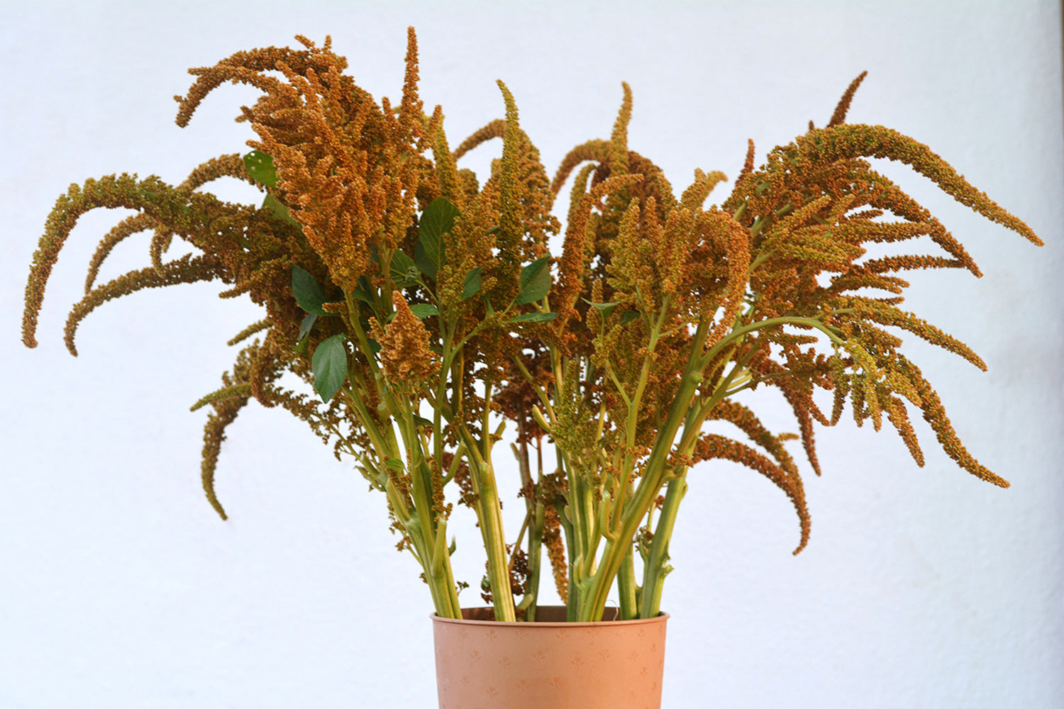 Amaranthus Gold