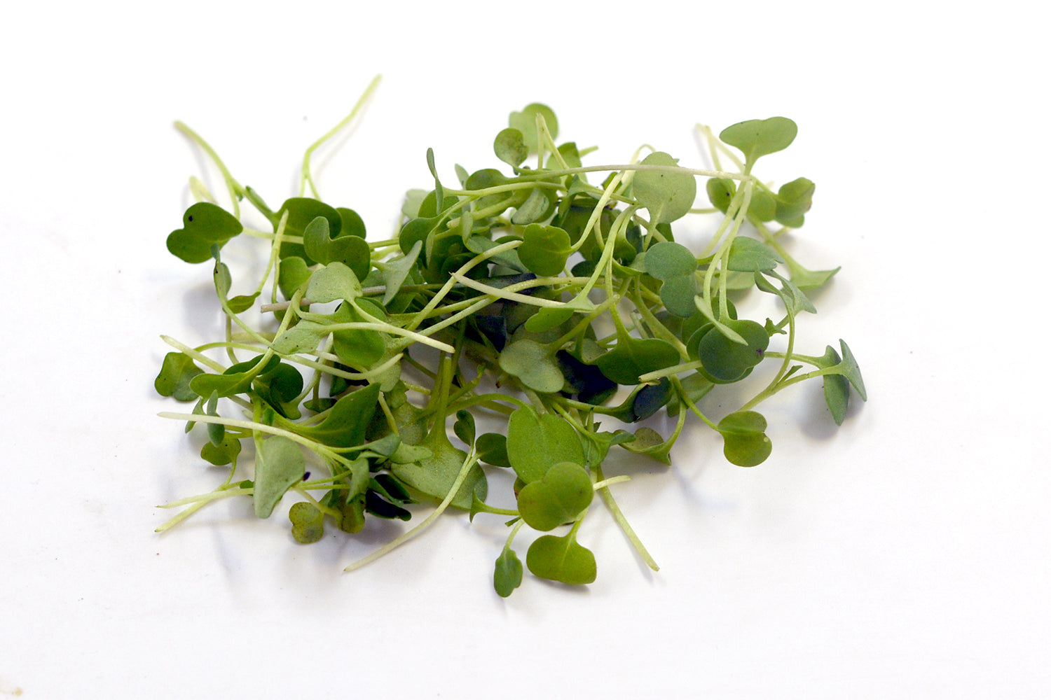 Microgreen Roquette