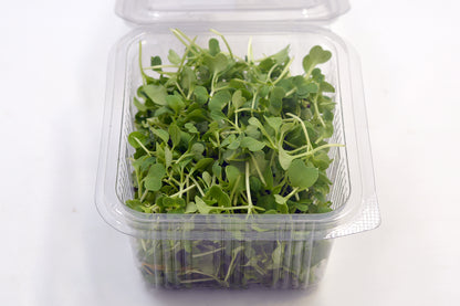 Microgreen Broccoli