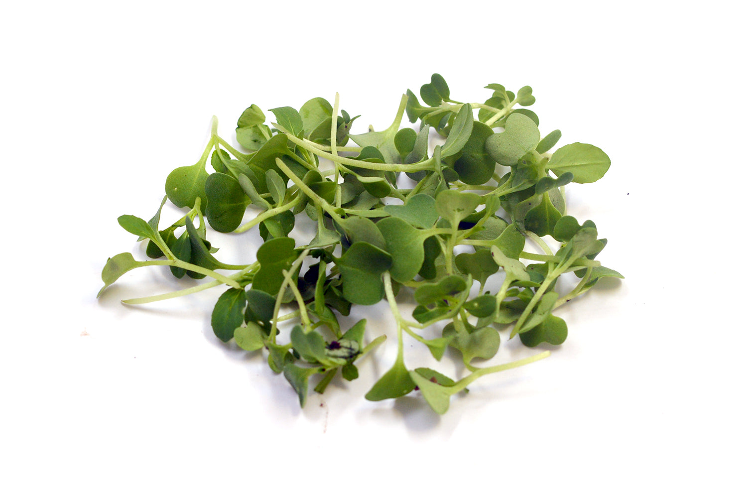 Microgreen Broccoli