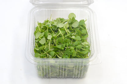 Microgreen Basil