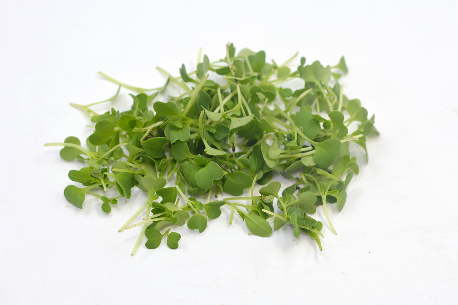 Microgreen Pakchoi