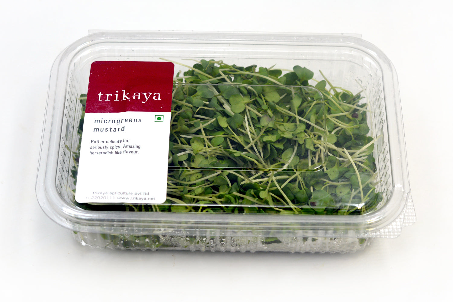 Microgreen Mustard