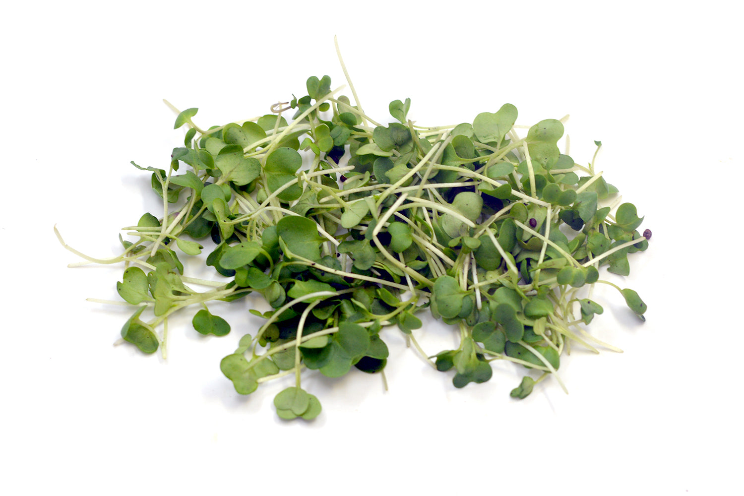 Microgreen Mustard