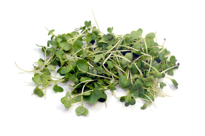 Microgreen Mustard