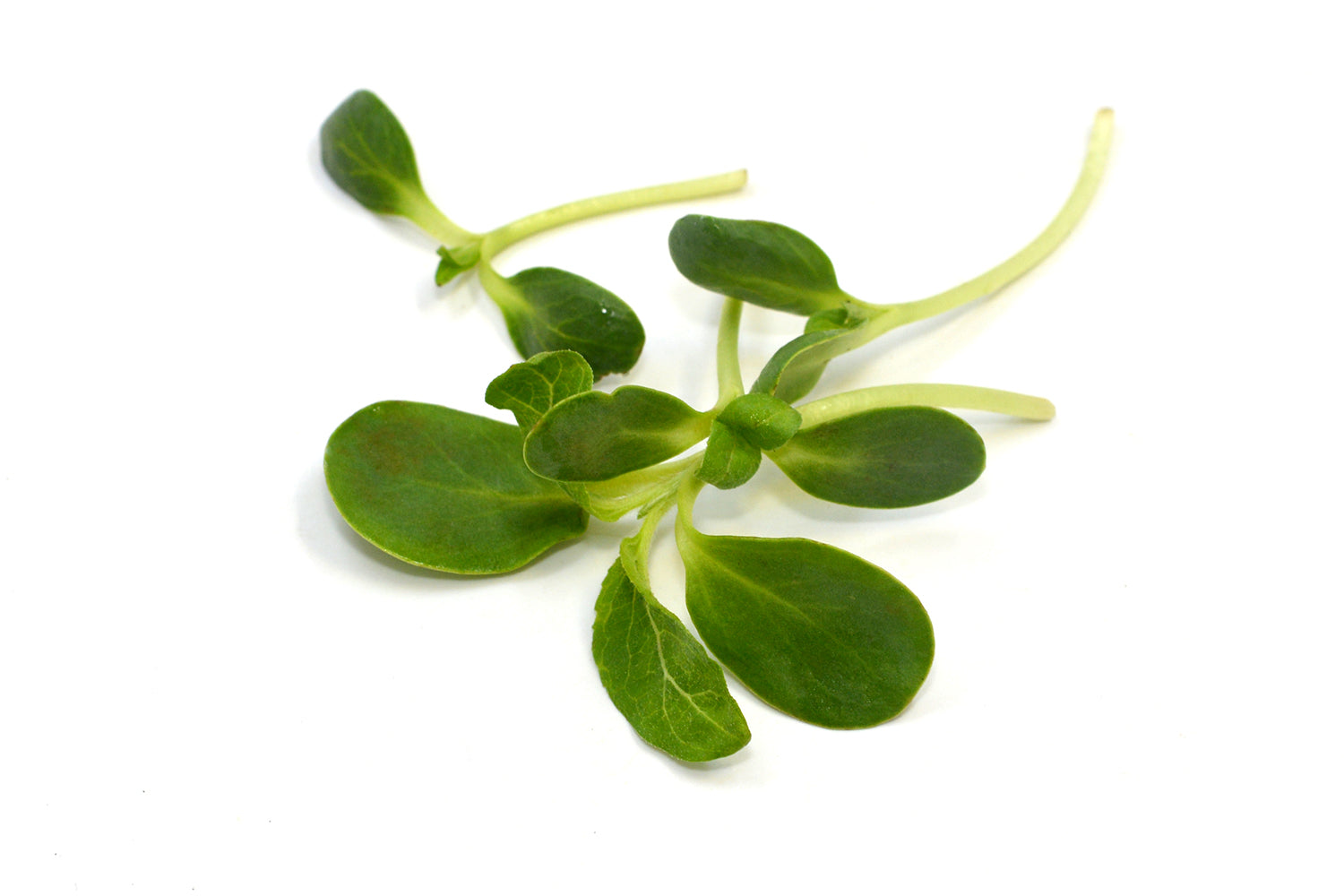 Microgreen Sunflower