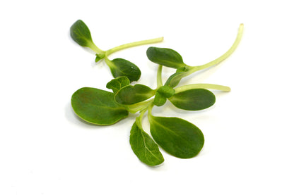 Microgreen Sunflower