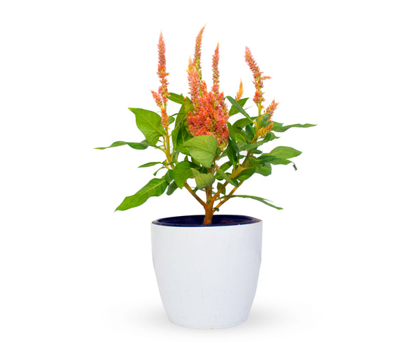 Celosia Feather orange live plant