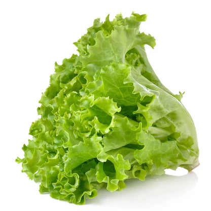 Ready To Use- Lettuce Leafy