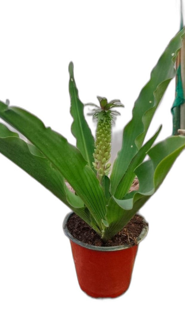 Pineapple Lily Green Live Plant