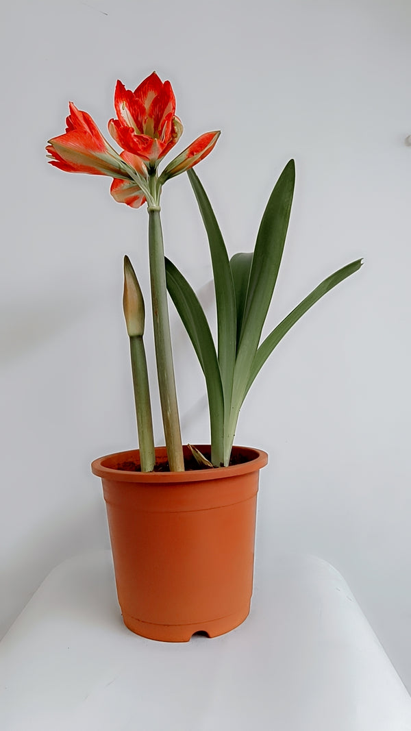 Amaryllis Living Red Plant