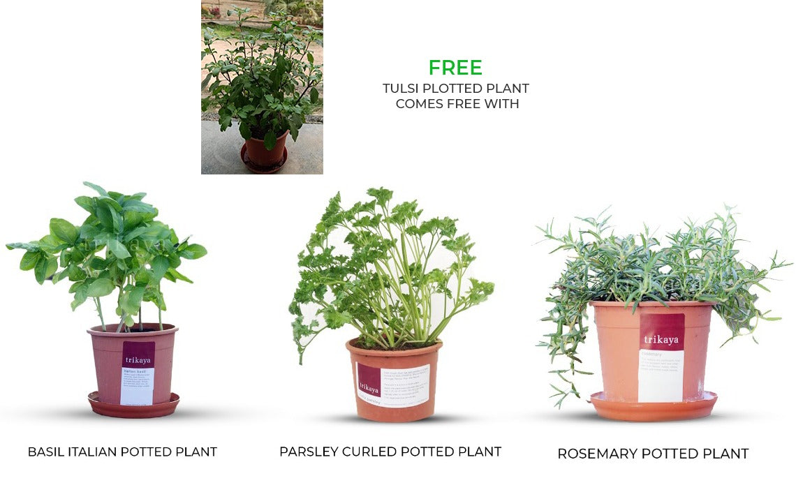 Combo of Herbs Potted Plant (Basil Italian, Parsley Curled, Rosemary, Wheatgrass )