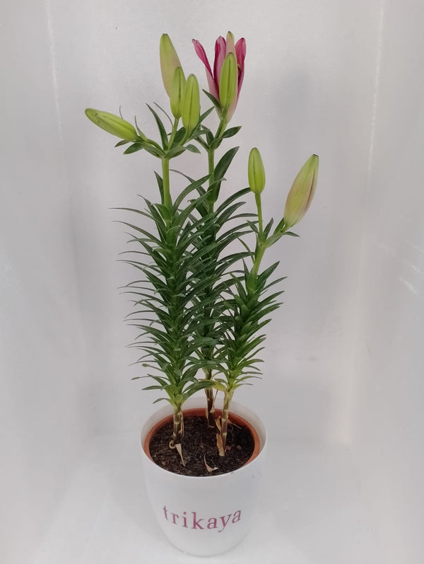 Asiatic Lily Pink Mini Live Plant