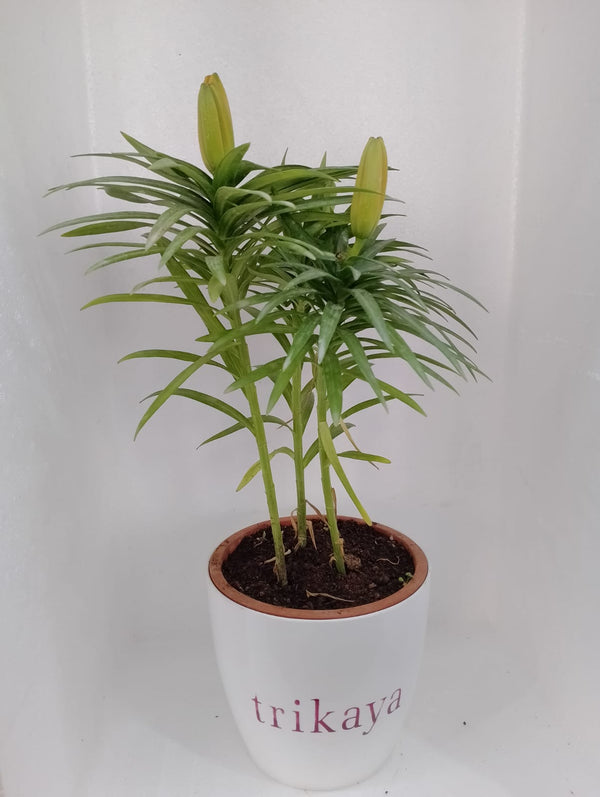 Asiatic Lily Orange Mini Live Plant