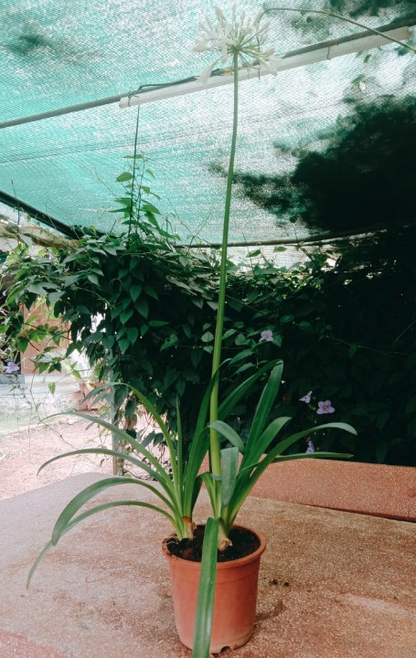 Agapanthus - White live Potted plant