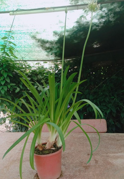 Agapanthus - White live Potted plant