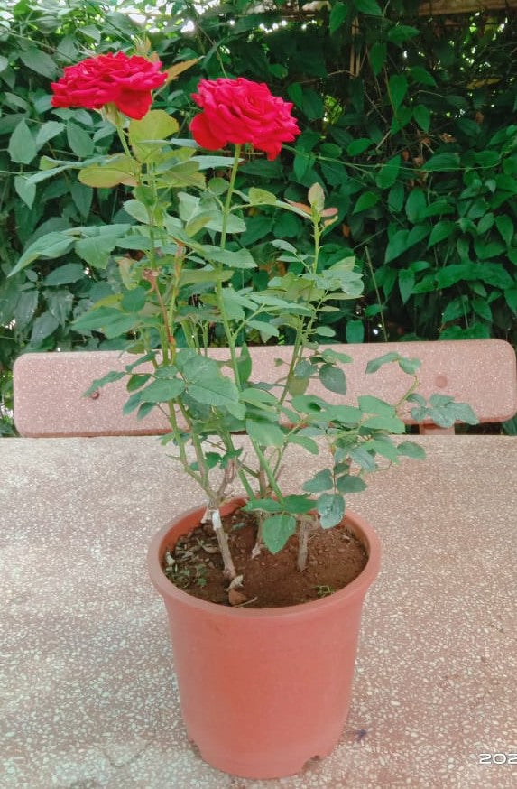 Pink Rose Live Potted Plant