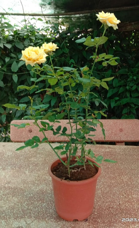 Yellow Rose Live Potted Plant