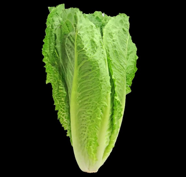 Lettuce Romaine Green