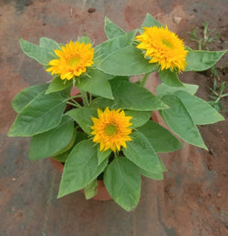 Sunflower Teddy bear Live plant