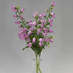 Campanula Pink